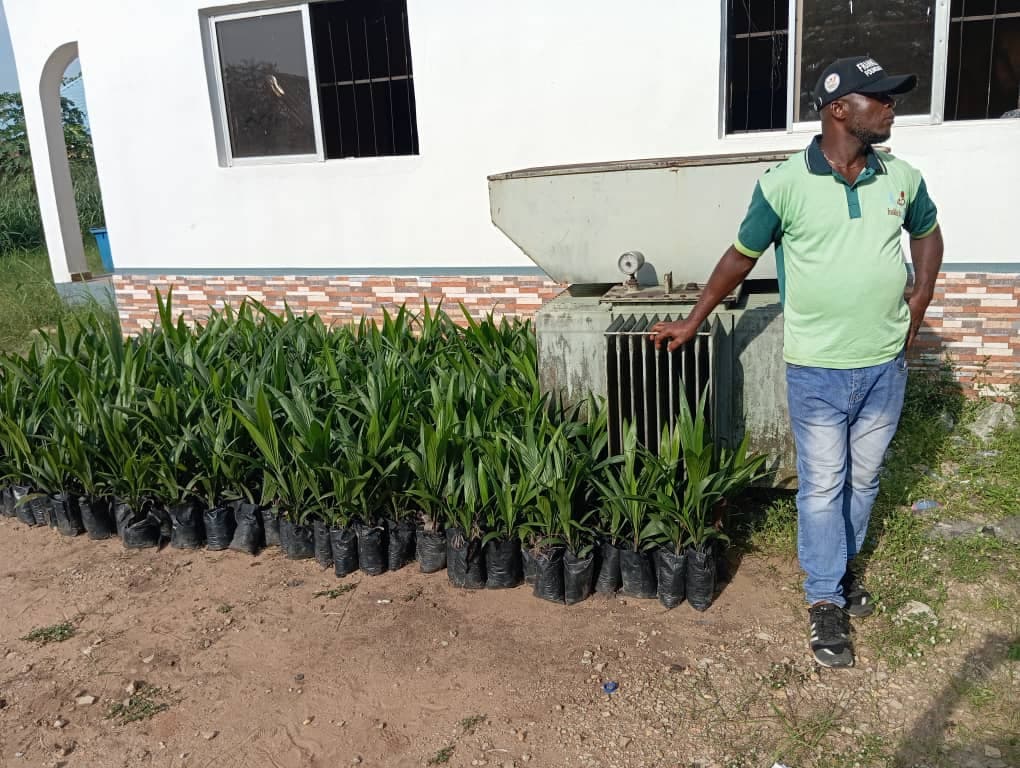 Palm seedlings
